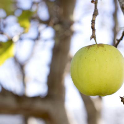 Medicina nutrizionale e psicologia